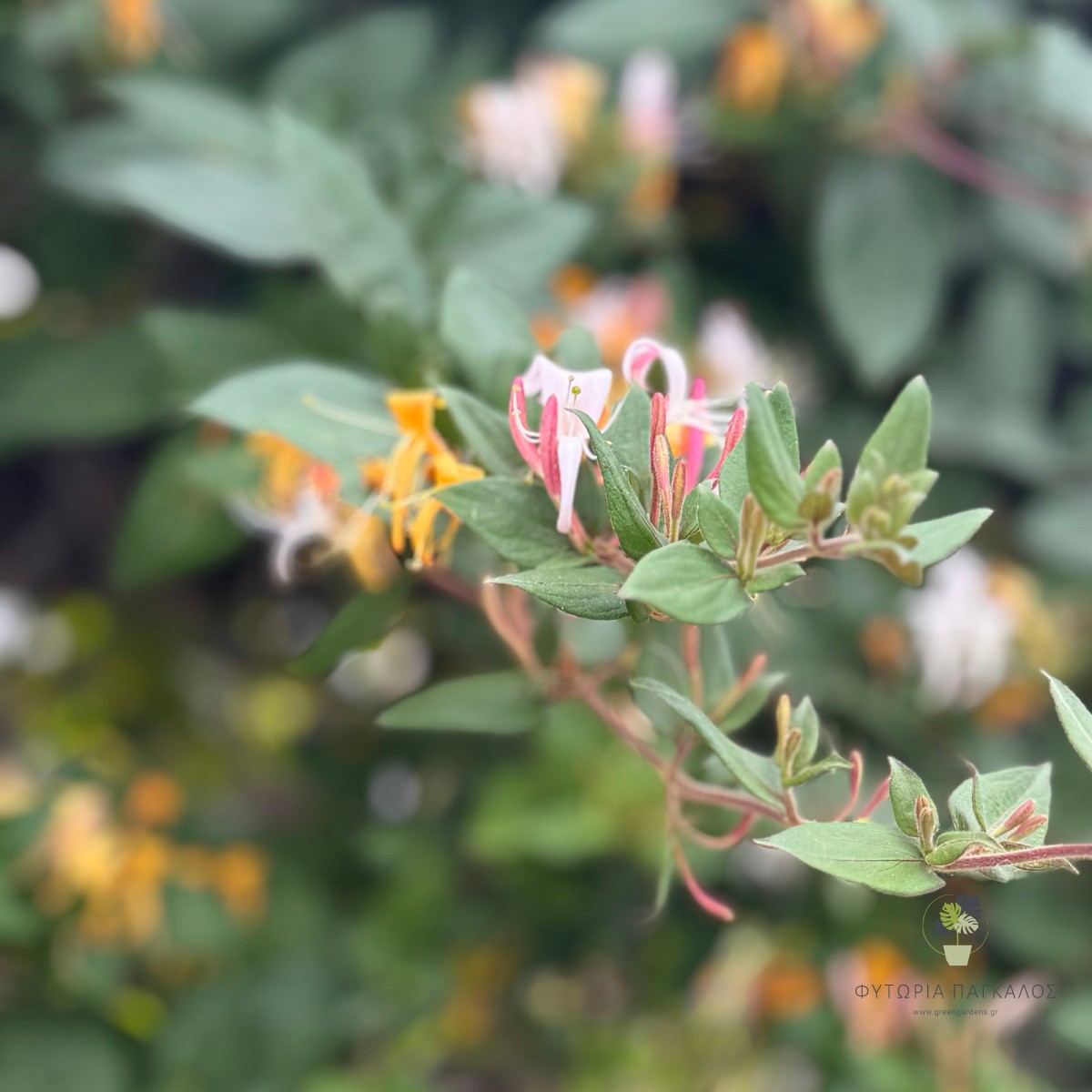 Αγιόκλημα (Lonicera japonica) – Αναρριχώμενο Αρωματικό Φυτό - 2